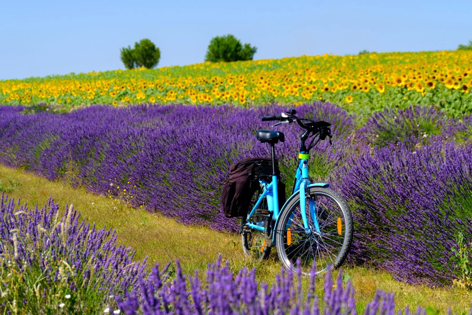 Blue bicycle parked in vibrant lavender field next to a sunflower field.