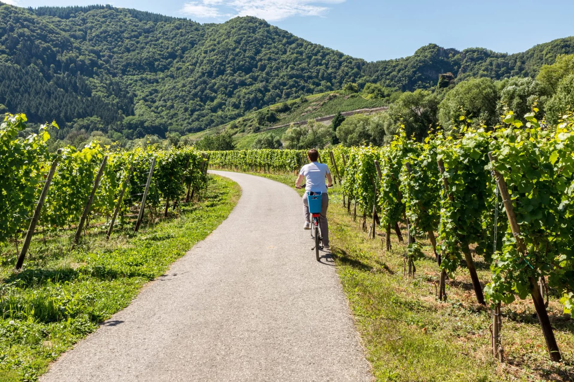Cycling through vineyards