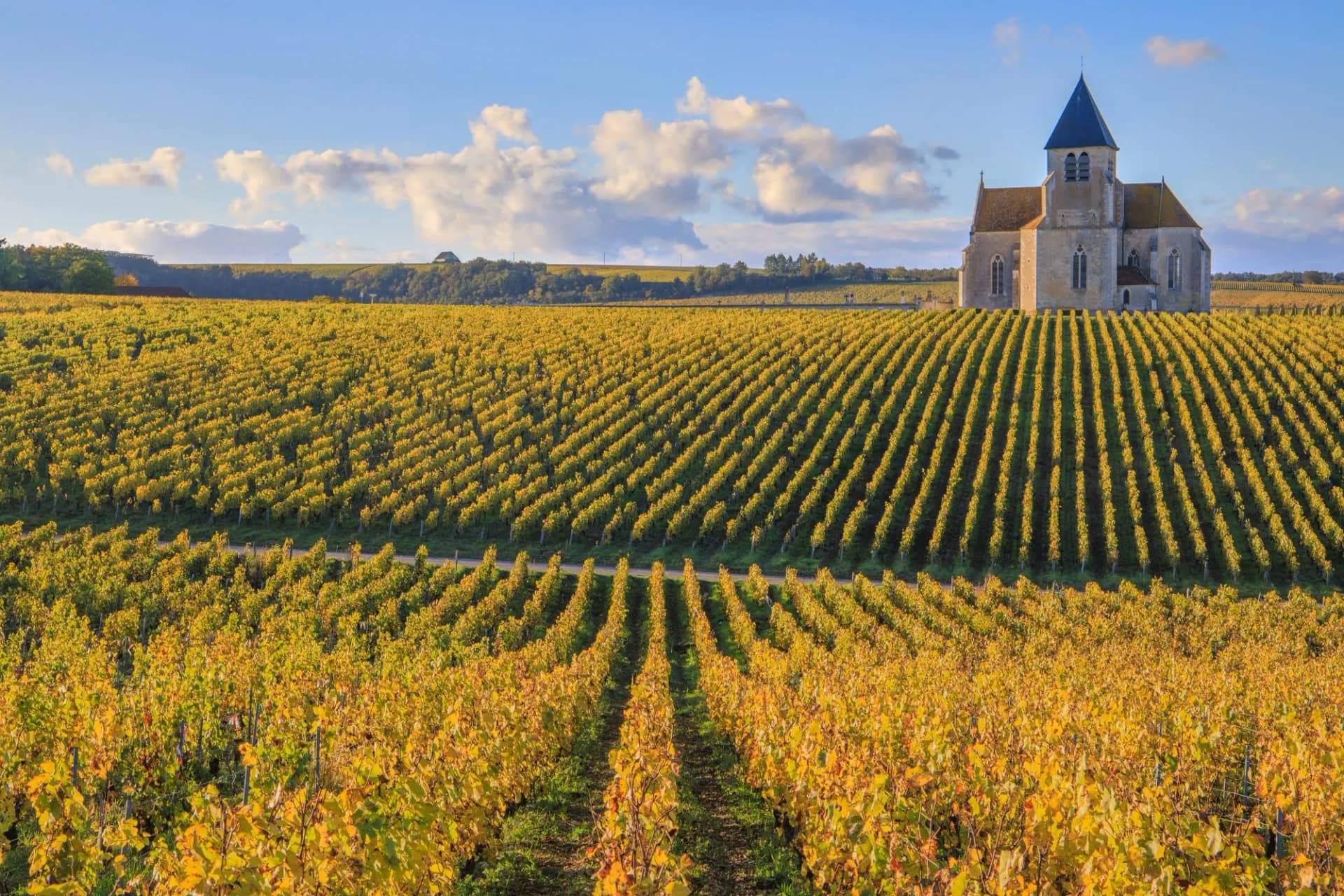 Stone church overlooking rolling vineyard rows with autumn yellow foliage in Burgundy.