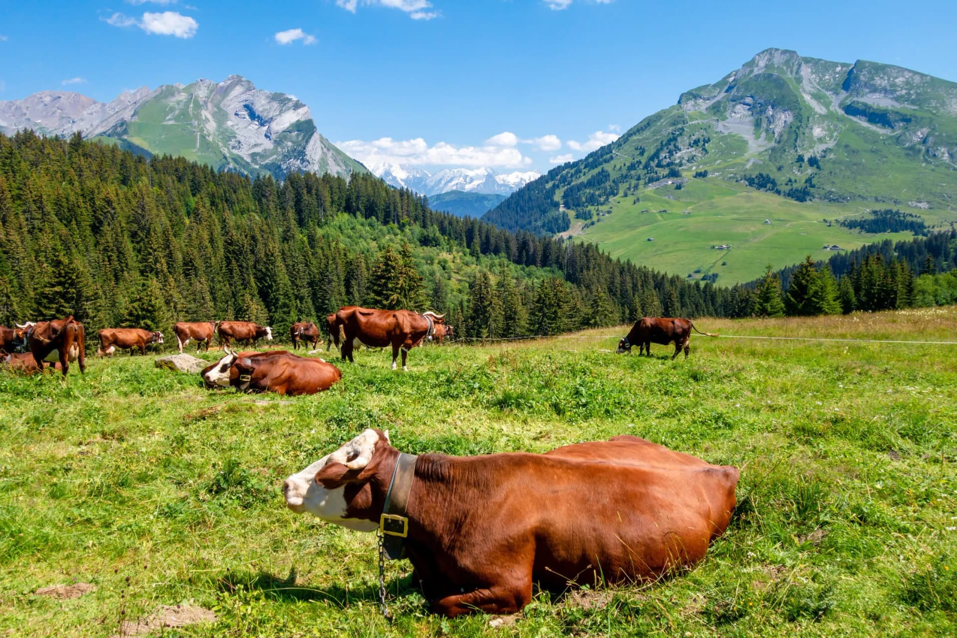 Cows grazing in a green mountain field with pine forests and snowy peaks in La Clusaz, Haute-Savoie, France.