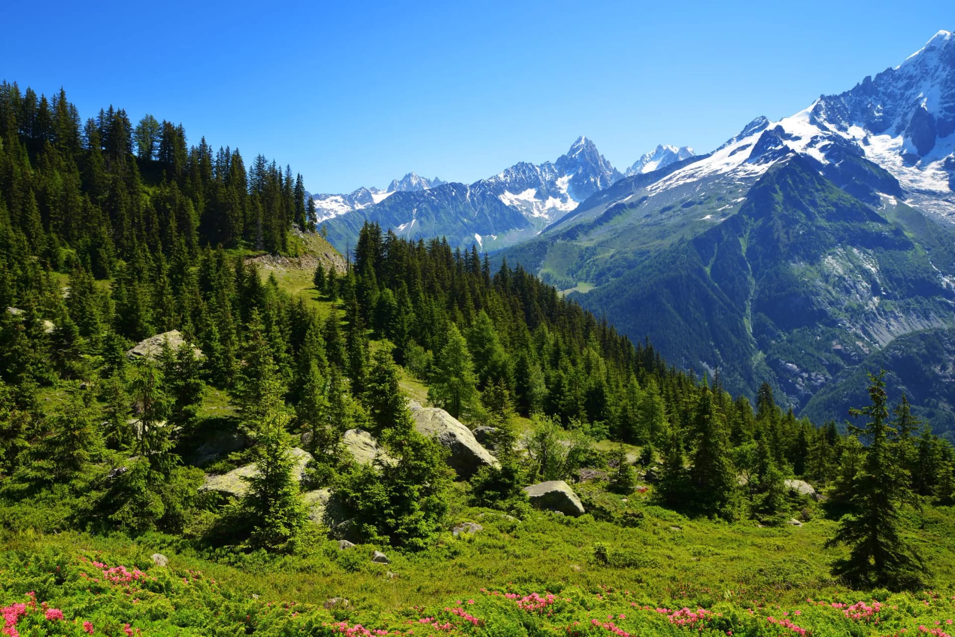 Alpine meadow with pink flowers, pine forest, and snow-capped mountains under a clear blue sky in the Graian Alps.