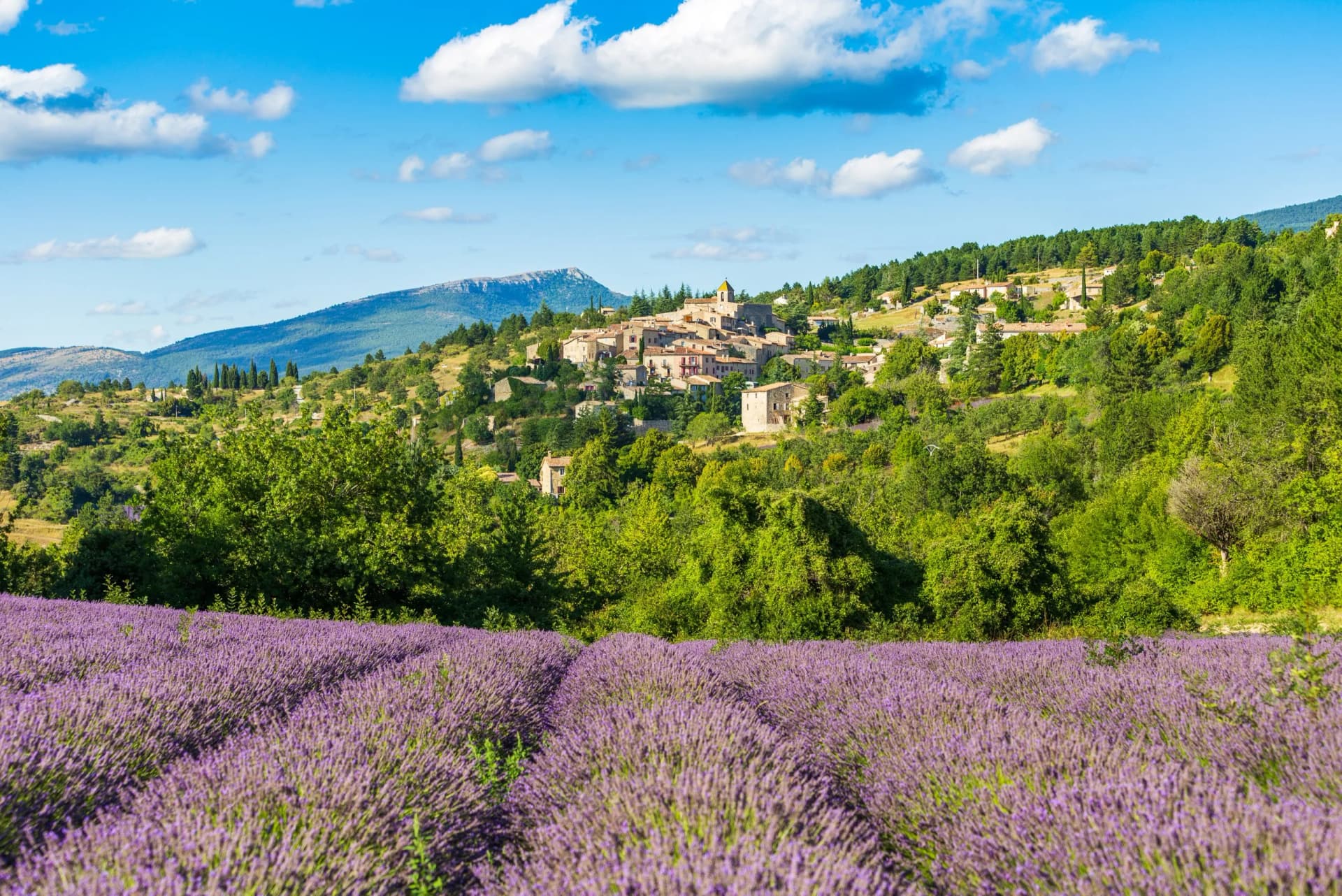 Blooming lavender fields with the village of Aurel in Vaucluse, Provence, France, in the background.