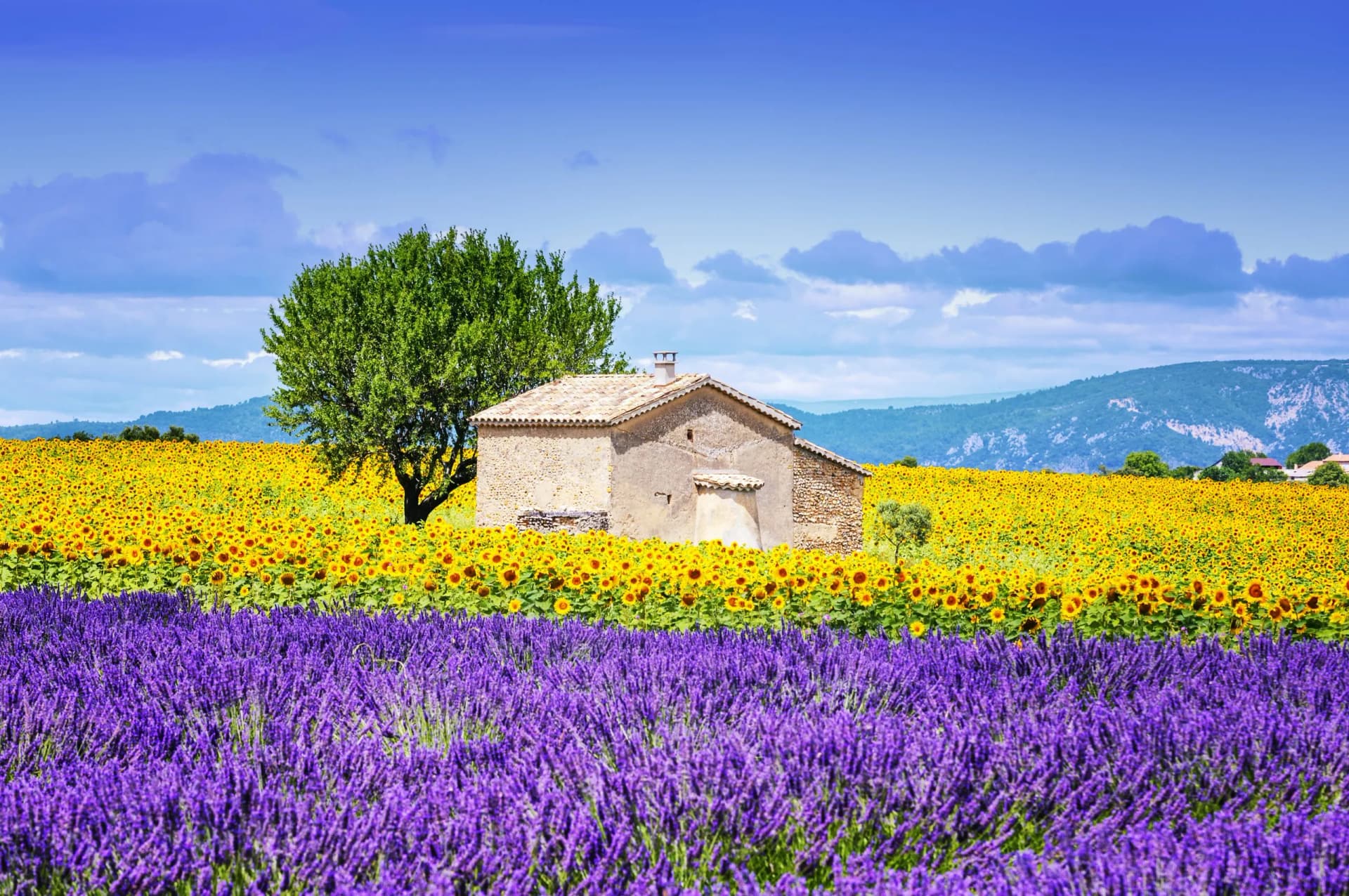 Lavender and sunflower fields with stone house, tree, and mountains under blue sky.