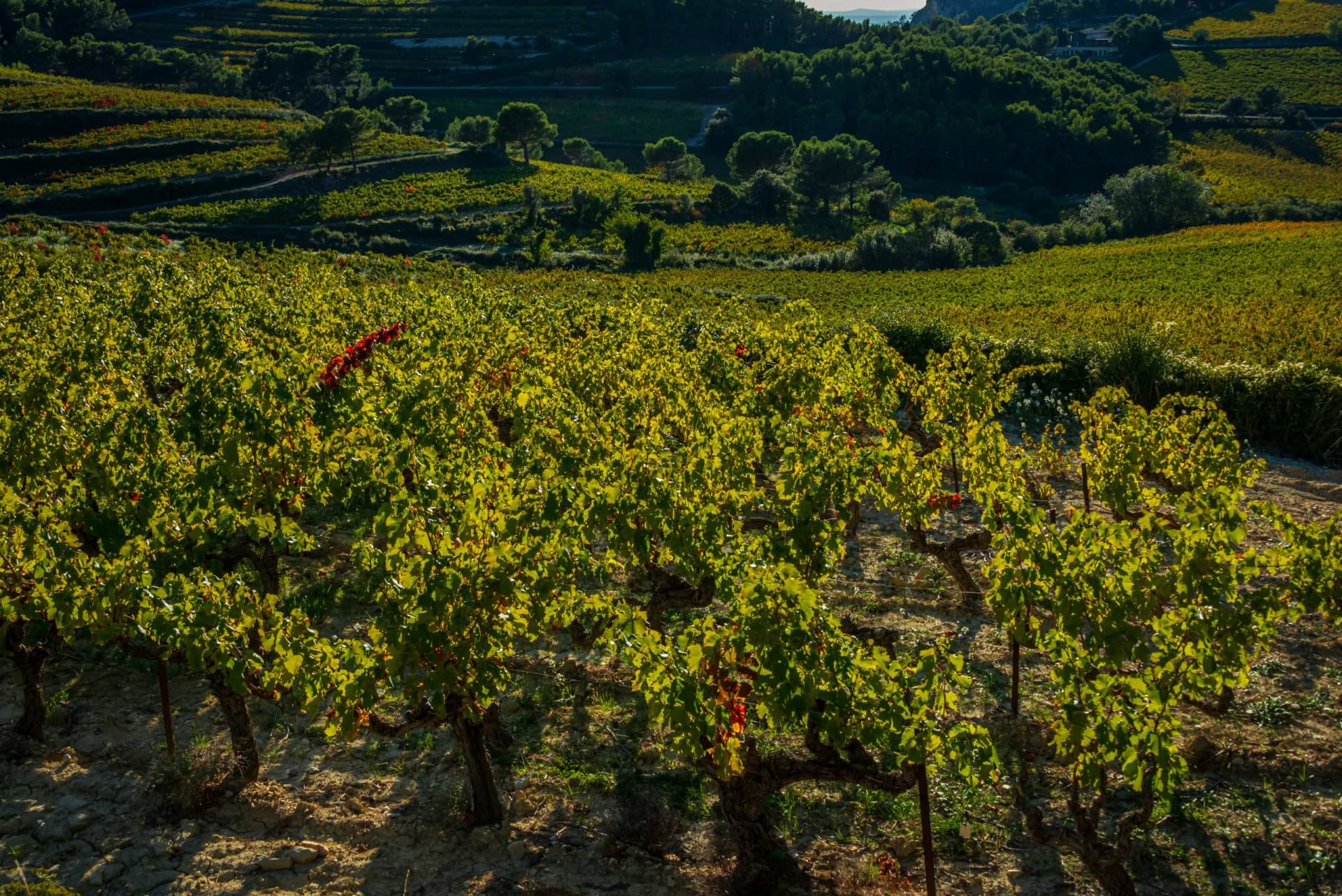 Vineyards in early autumn near Mont Ventoux and Dentelles de Montmirail, Vaucluse, Provence, France.