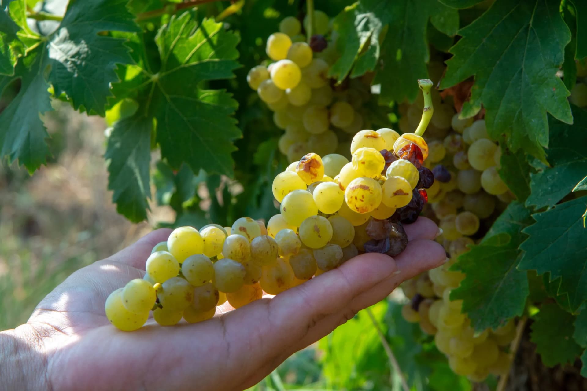 Hand holding ripe white Muscat grapes on the vine in a vineyard in France.