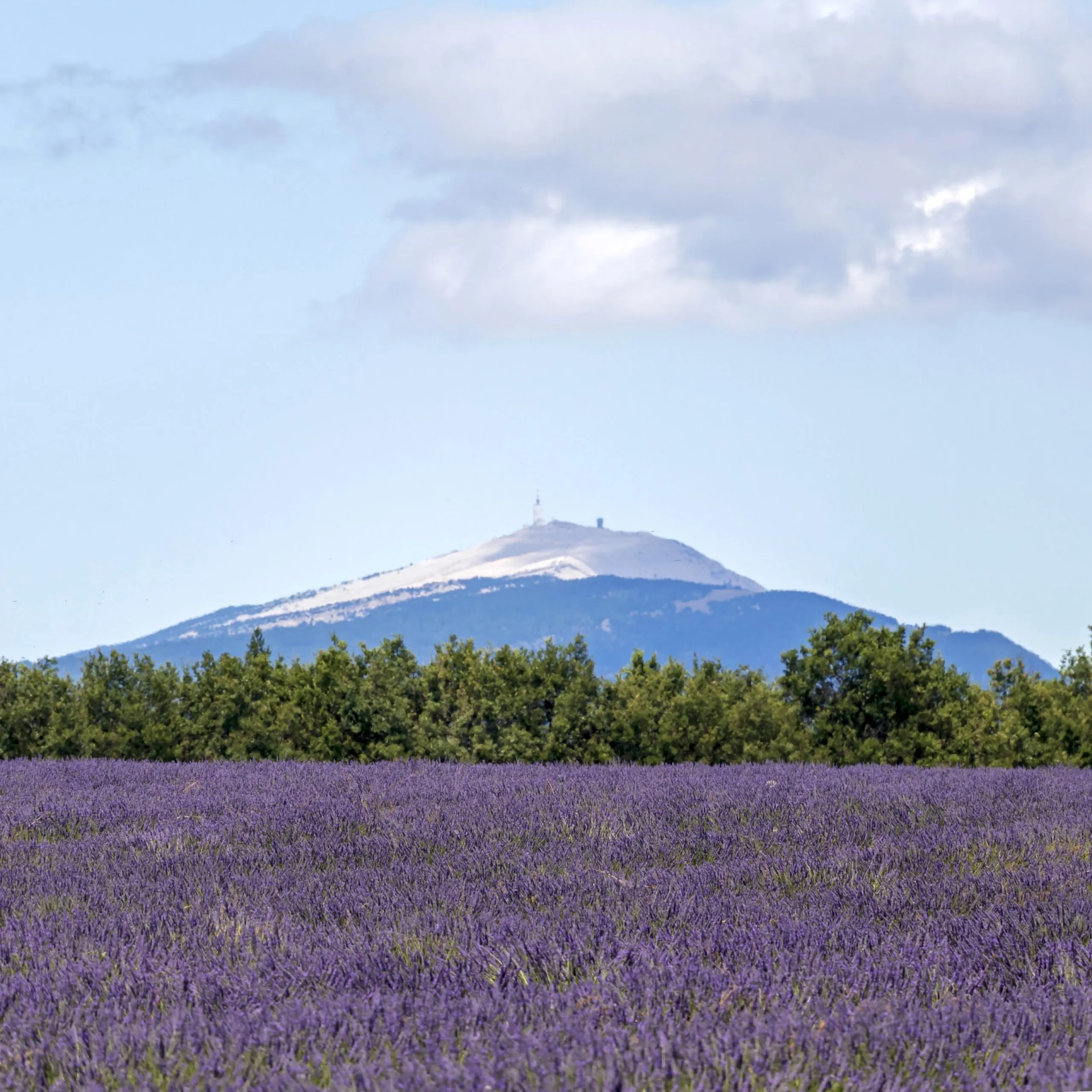Lavender field with green trees and Mont Ventoux mountain in the distance, South France