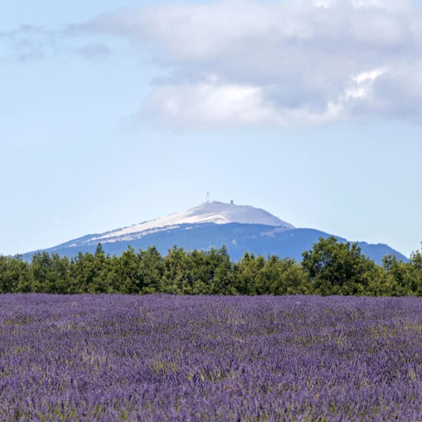 Lavender field with green trees and Mont Ventoux mountain in the distance, South France