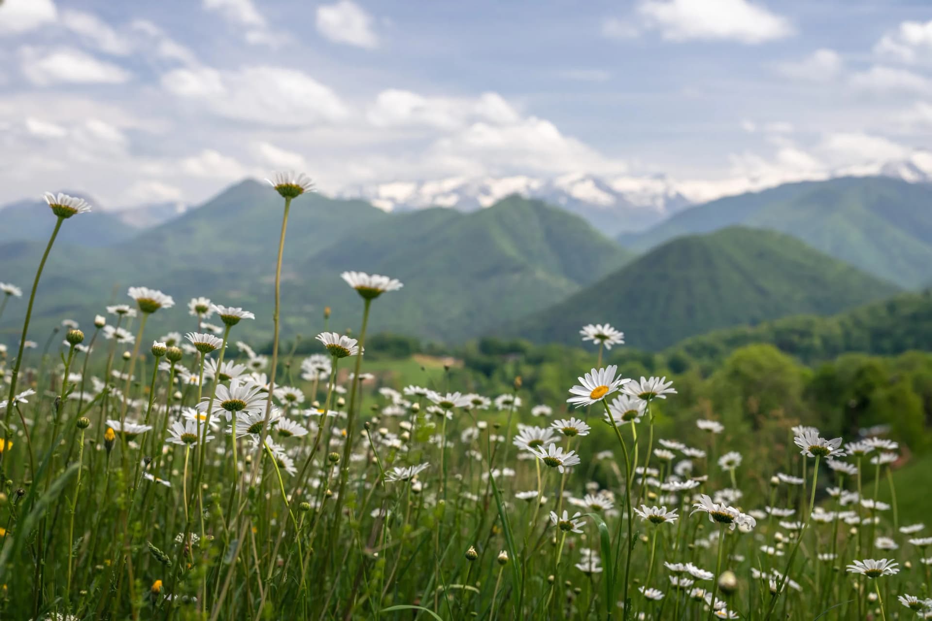 Field of daisies with green rolling hills and snow-capped Pyrenees mountains in background