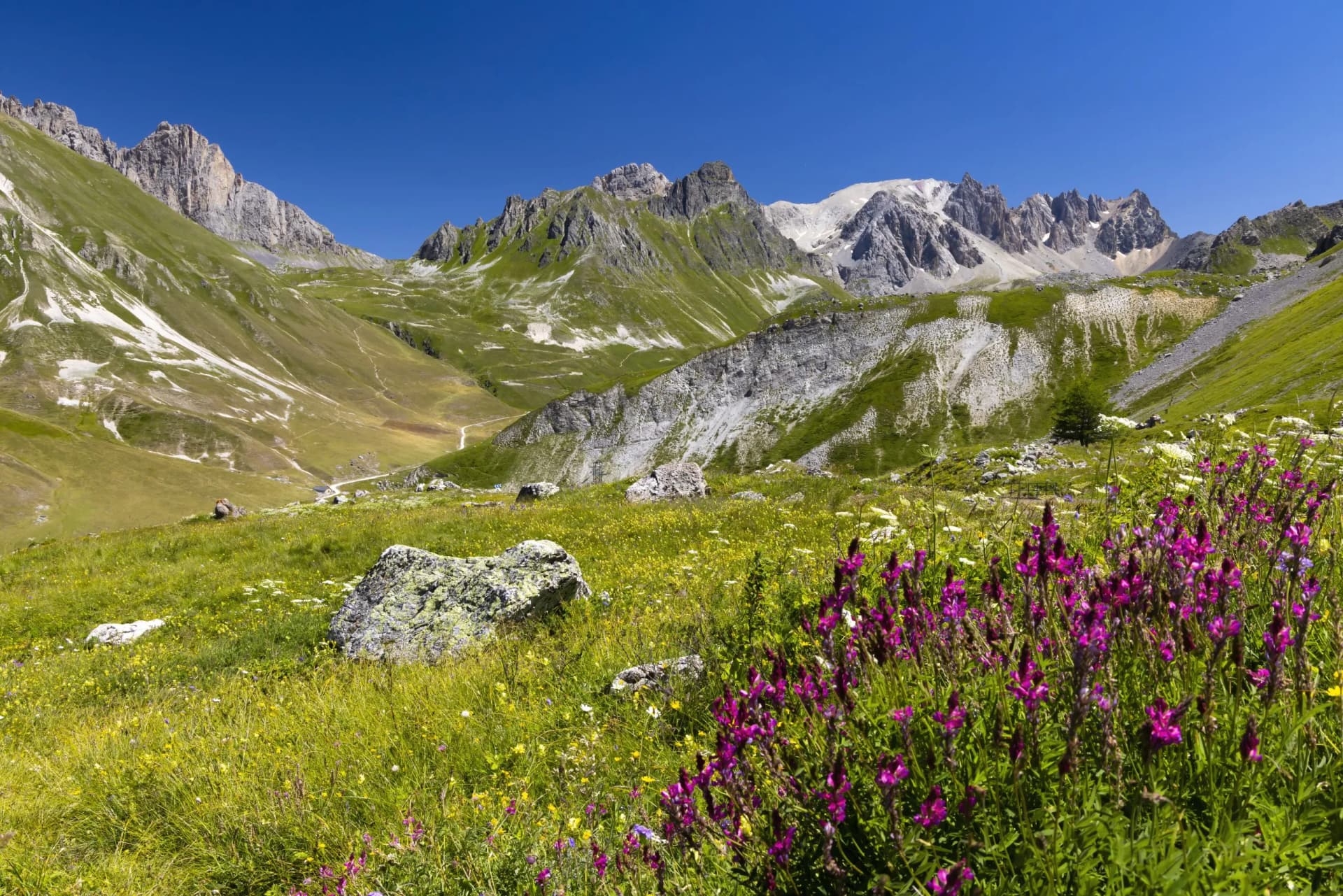 Alpine meadow with purple wildflowers and green slopes leading to rocky peaks at Col du Galibier, Hautes-Alpes, France.