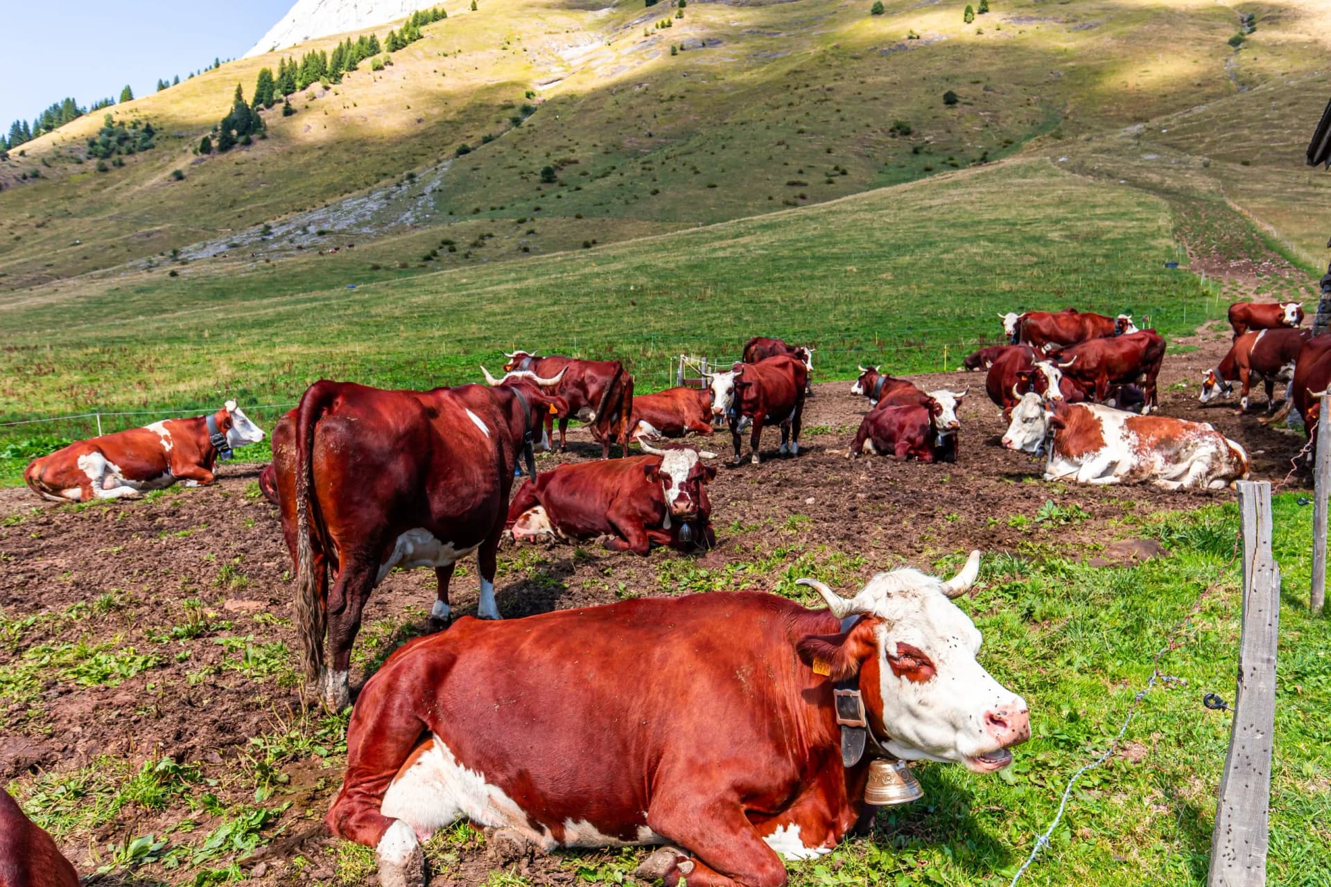 Cows resting in a muddy pasture near a grassy alpine slope near La Clusaz, Haute-Savoie, France.