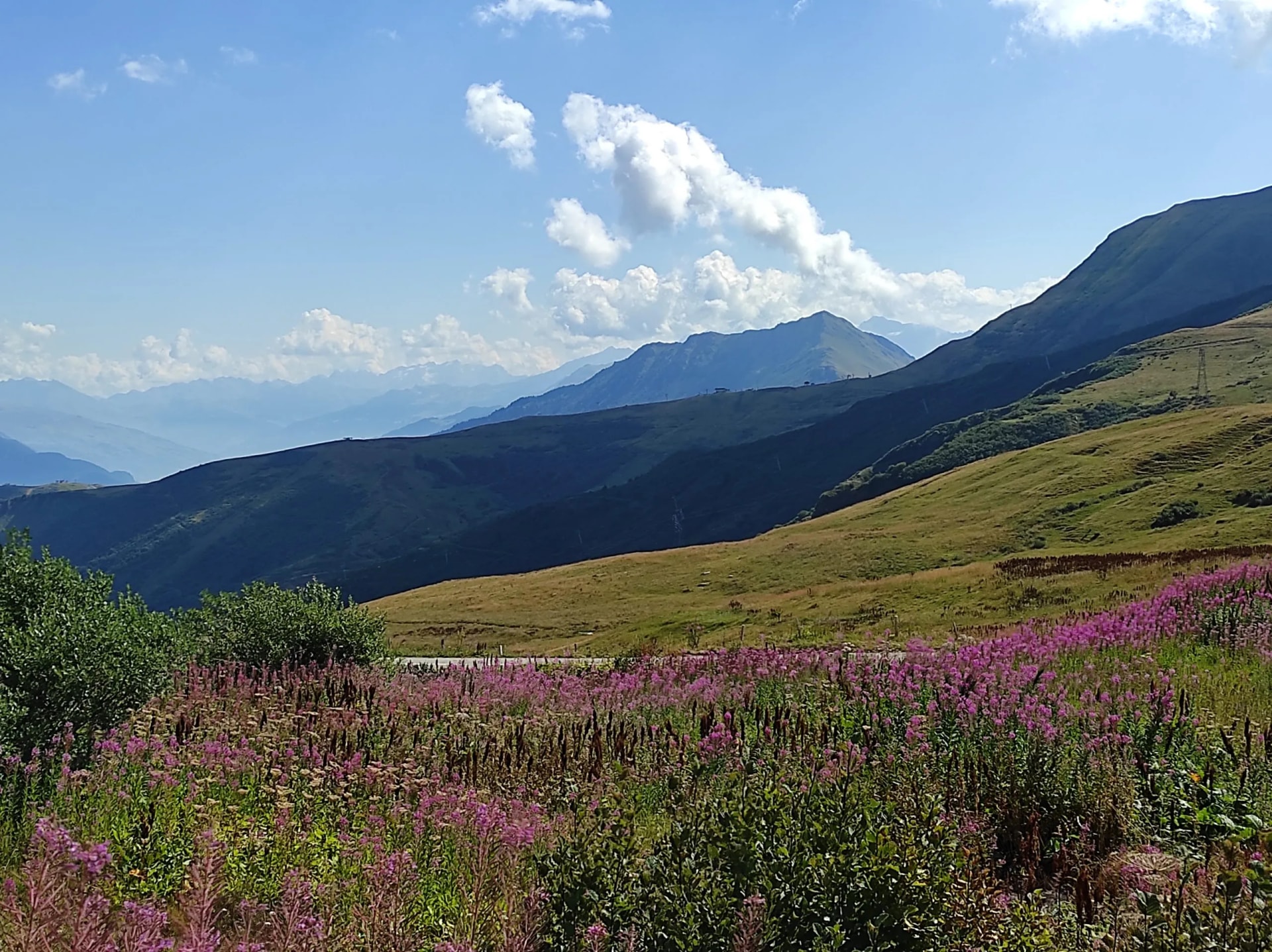Alpine meadow with purple wildflowers overlooking Massif de la Maurienne from Col du Glandon, Savoie, France.