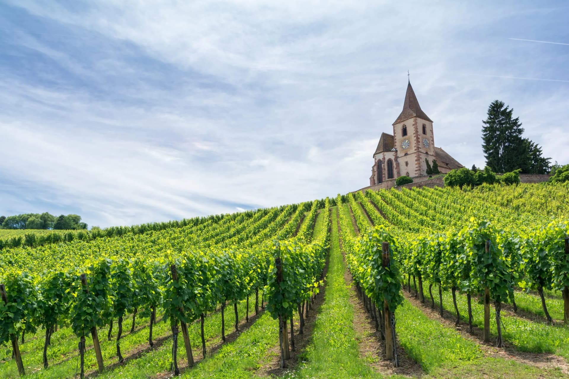 Vineyard rows leading up to a church with a tall spire in Alsace, East France.