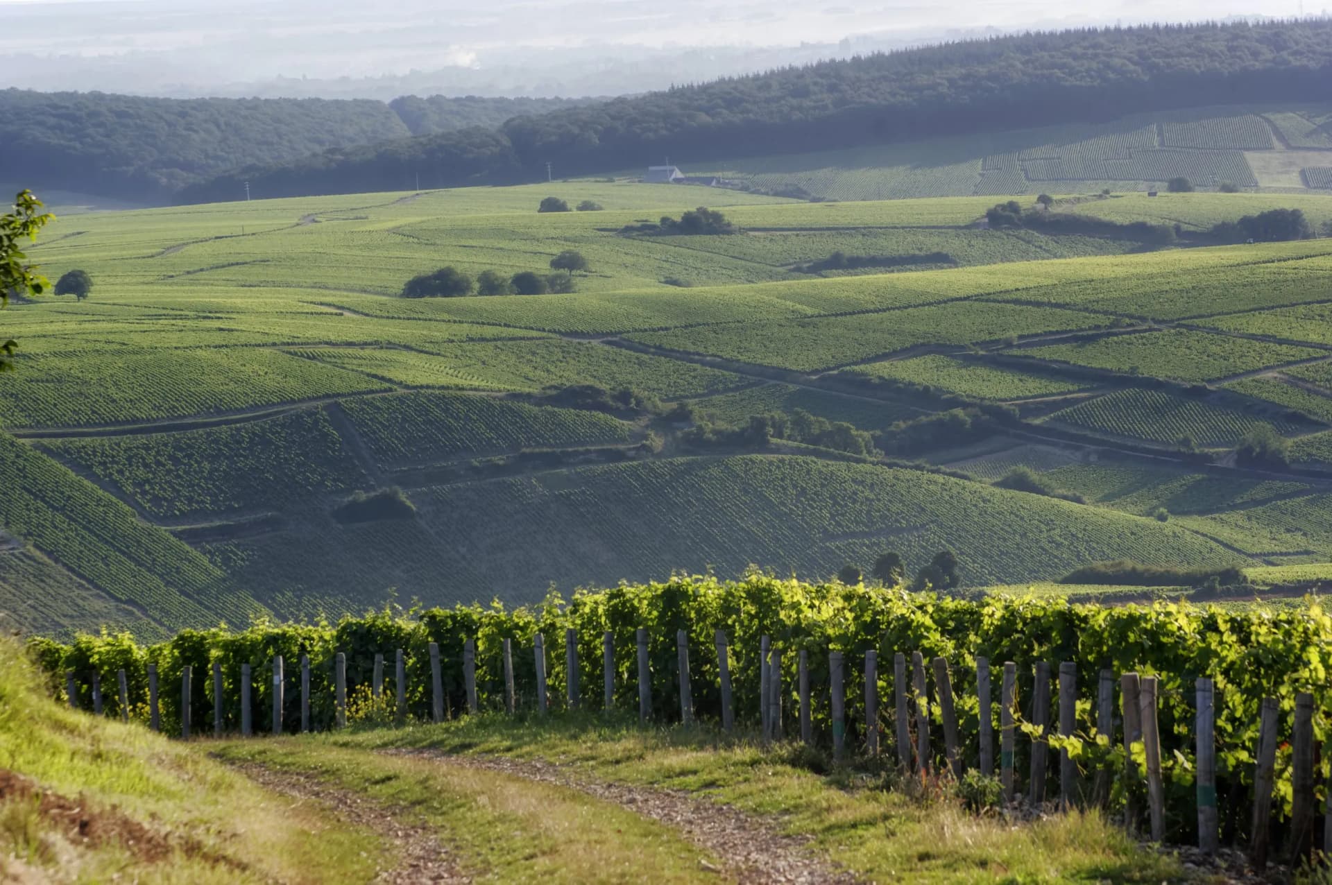 Rolling green vineyards in the Hills of Sancerre, Loire Valley, with a dirt path in the foreground.