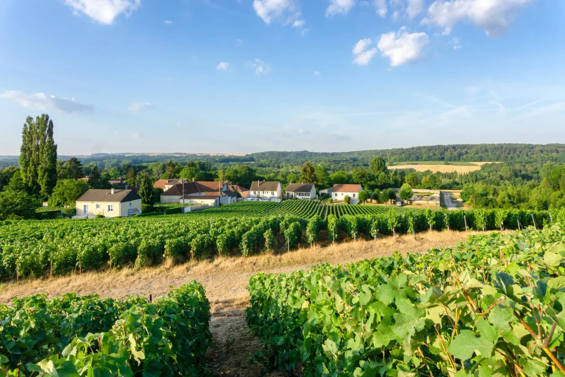 Vineyard rows leading to small houses in Montagne-de-Reims village under a blue sky.