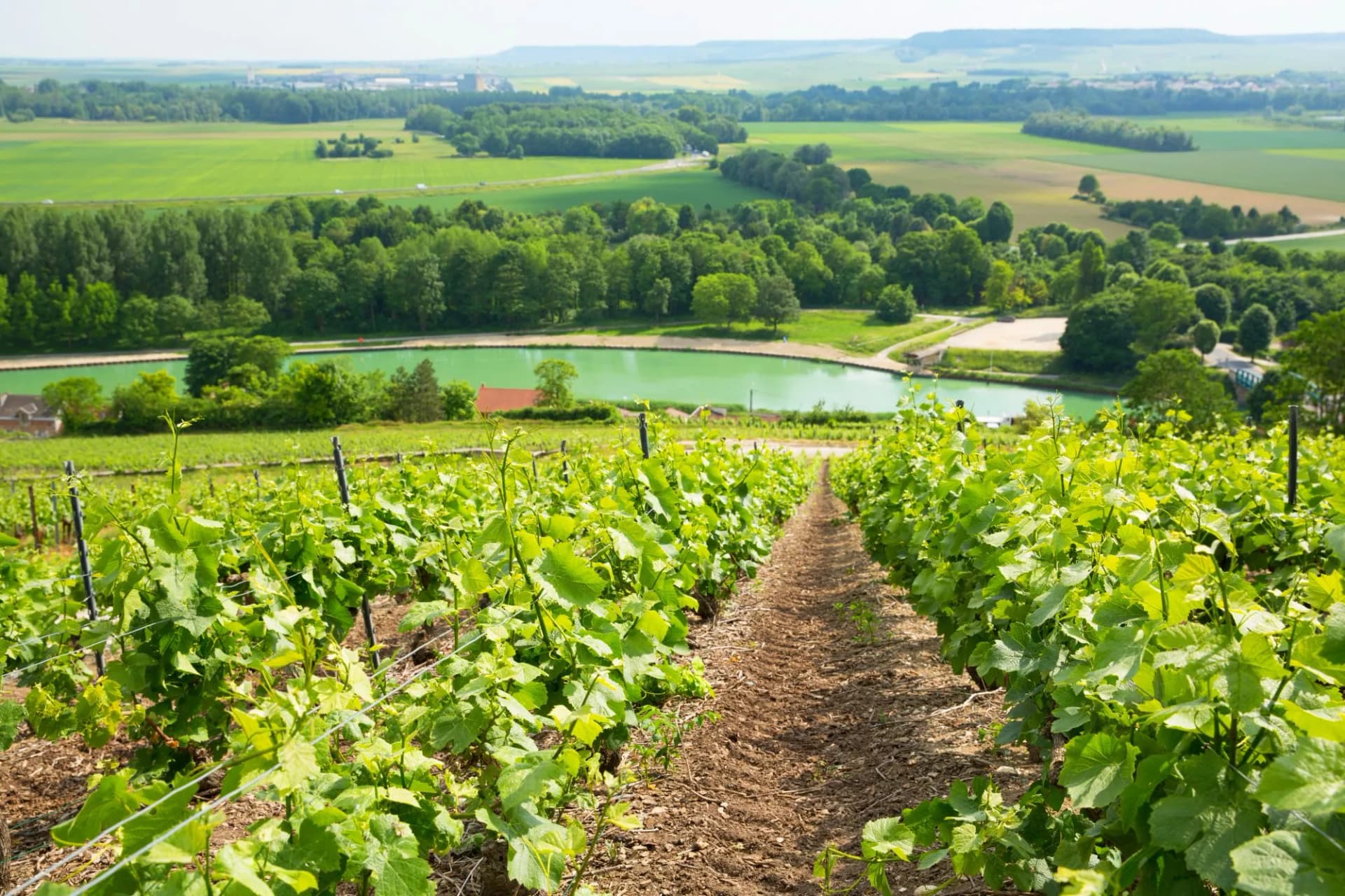 Vineyard rows overlooking green fields and a turquoise pond in Montagne de Reims.