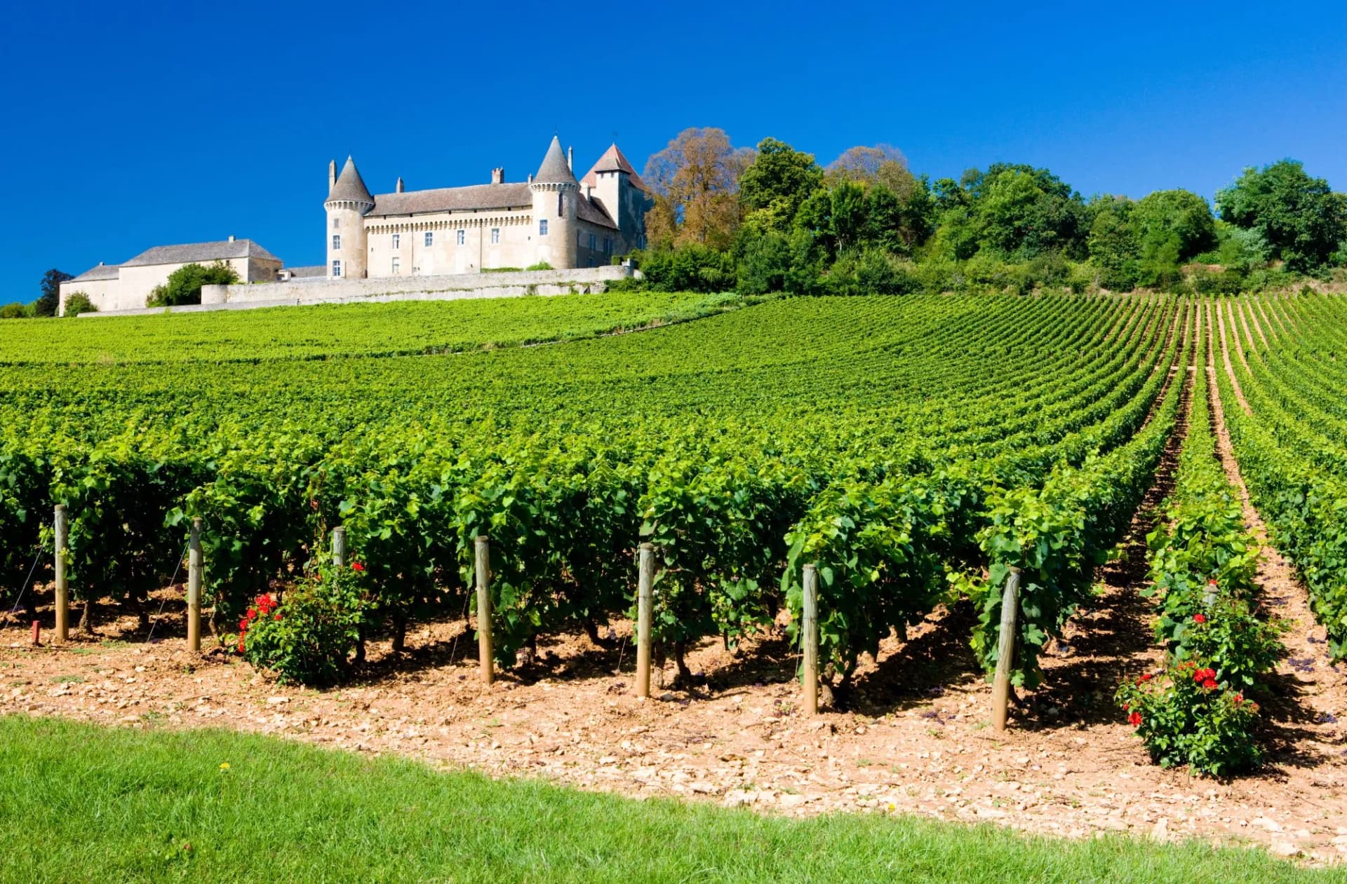 Vineyard rows leading up to a stone chateau under a clear blue sky