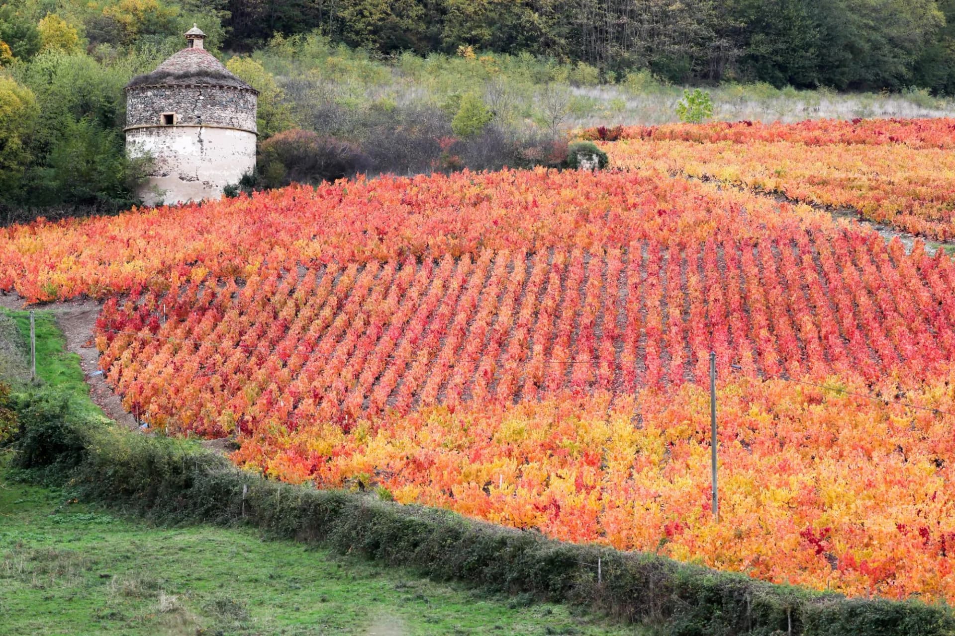 Vineyard with bright red and orange autumn leaves near a stone dovecote building.