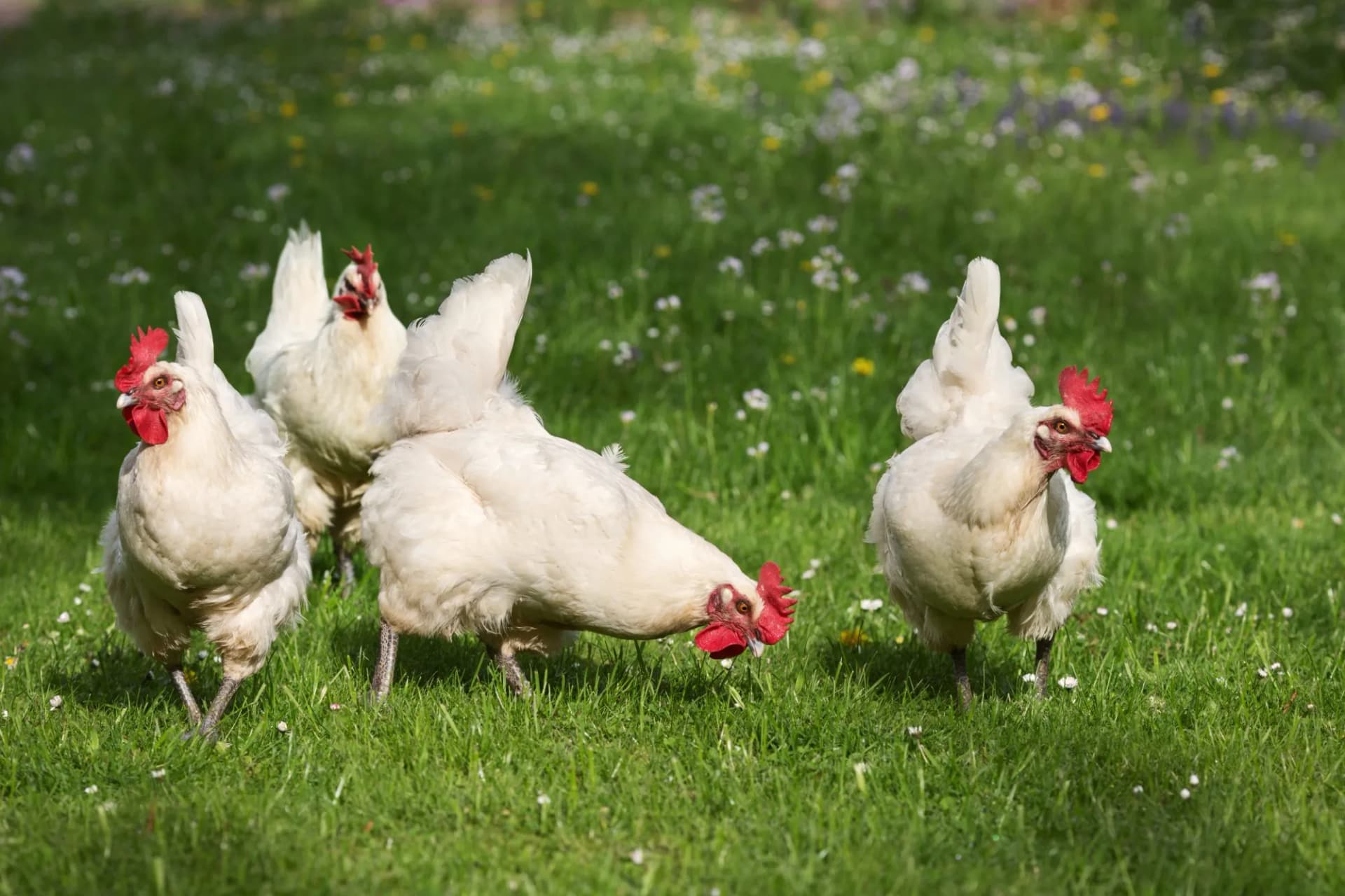 Four white chickens foraging in a sunny green field with small wildflowers.