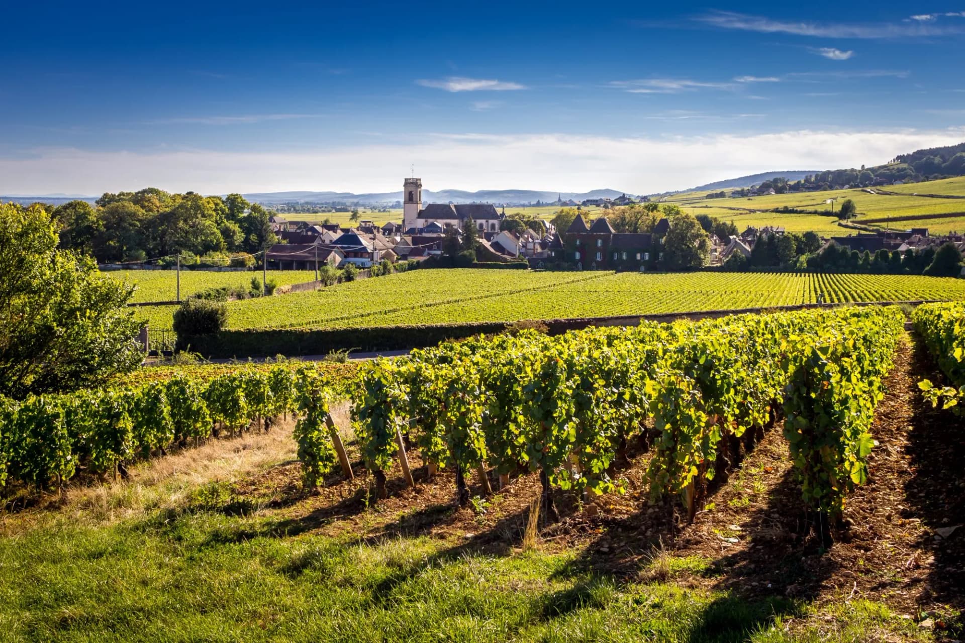 Vineyard rows in Beaune countryside with village and church in the background