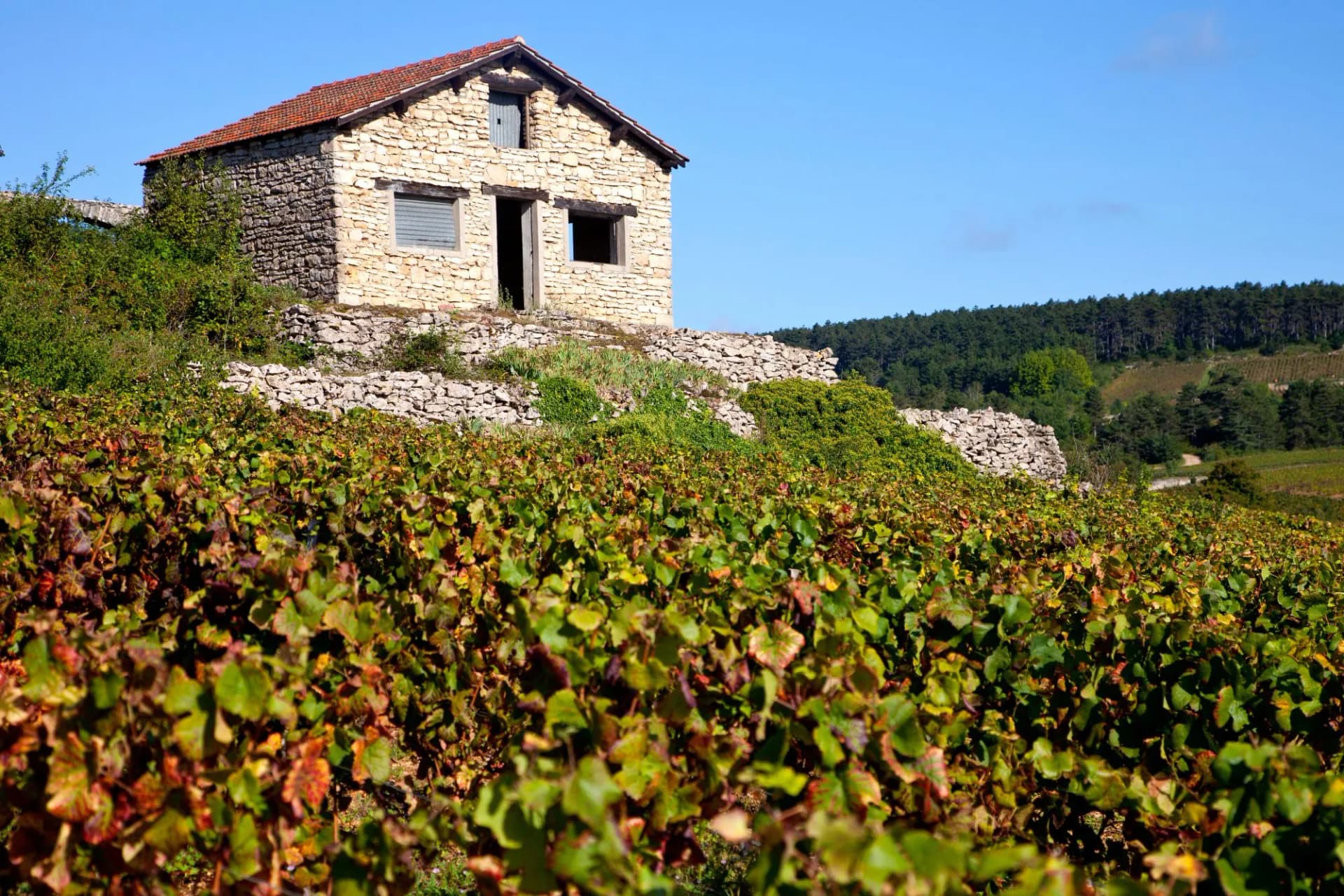 Stone hut above vineyard with autumn leaves, Burgundy countryside under blue sky