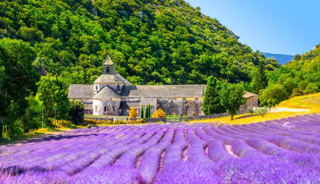 Lavender fields blooming purple before Notre Dame de Sénanque Abbey in Luberon, France.