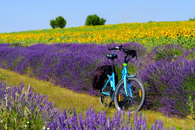 Cykel i lavendel