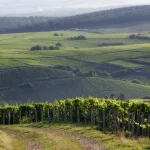 bakkerne ved Sancerre i Loire-dalen