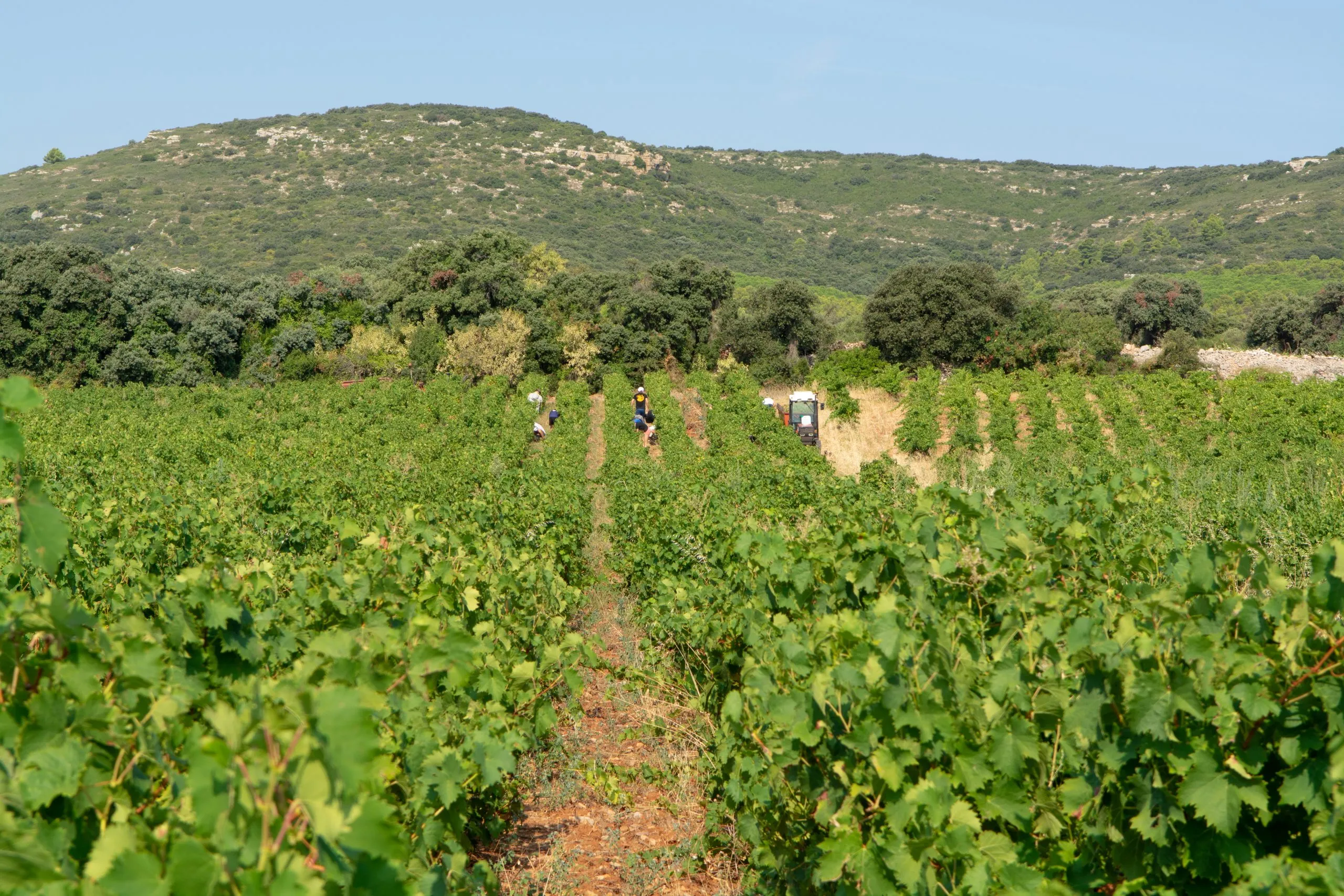 Landscape with workers collecting ripe white wine grapes plants on vineyard in south France, white ripe muscat grape new harvest