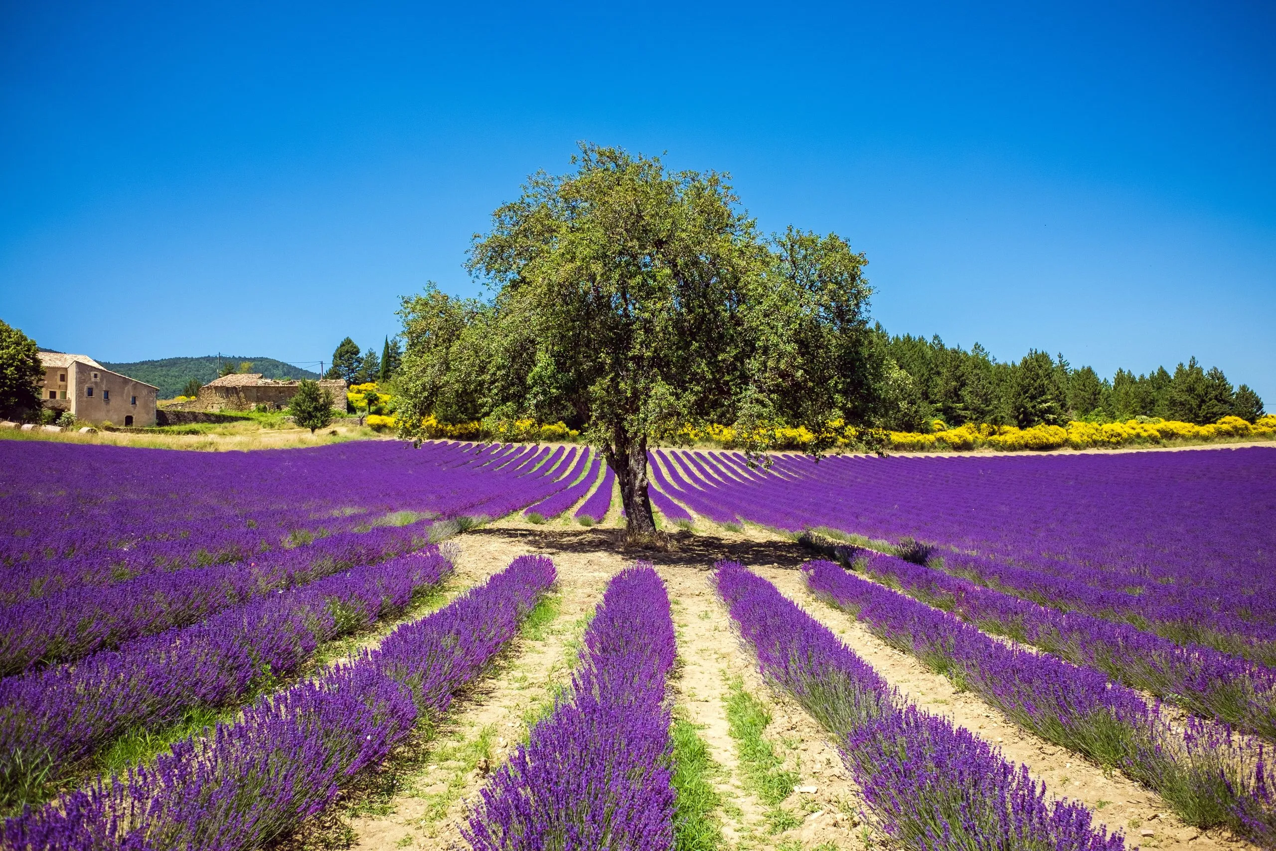 Neat purple lavender field with against blue sky in Provence