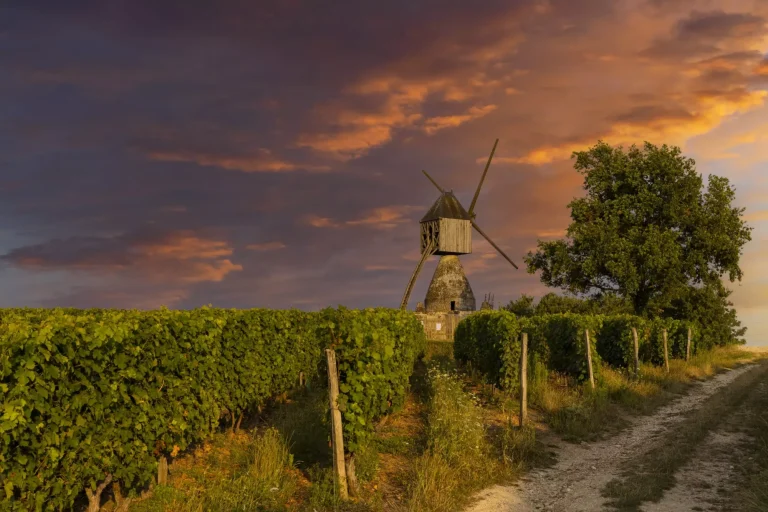 Windmill of La Tranchee and vineyard near Montsoreau, Pays de la Loire, France